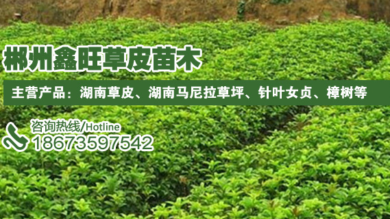 郴州市苏仙区鑫旺草皮苗木基地